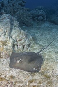 Longtail Stingray, Hypanus longus. Previously Dasyatis longa. Socorro Island, Mexico, Eastern Pacific.