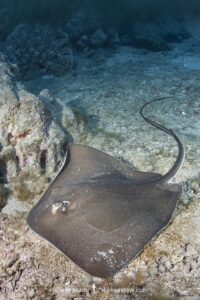Longtail Stingray, Hypanus longus. Previously Dasyatis longa. Socorro Island, Mexico, Eastern Pacific.