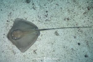 Longtail Stingray, Hypanus longus. Previously Dasyatis longa. Coiba Island, Panama, Eastern Pacific.