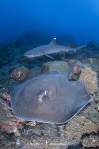 Longtail Stingray, Hypanus longus. Previously Dasyatis longa. Socorro Island, Mexico, Eastern Pacific.