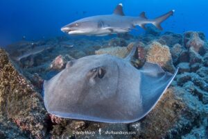 Longtail Stingray, Hypanus longus. Previously Dasyatis longa. Socorro Island, Mexico, Eastern Pacific.