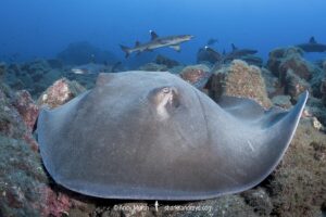 Longtail Stingray, Hypanus longus. Previously Dasyatis longa. Socorro Island, Mexico, Eastern Pacific.