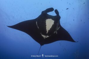 Oceanic Manta Ray, Mobula birostris (previously Manta birostris) at the Boiler, San Benedicto Island, Socorro, Revillagigedo Archipelago, Eastern Pacific Ocean.