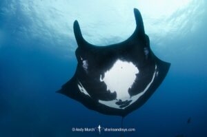 Oceanic Manta Ray, Mobula birostris (previously Manta birostris) at the Boiler, San Benedicto Island, Socorro, Revillagigedo Archipelago, Eastern Pacific Ocean.