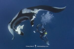 Oceanic Manta Ray, Mobula birostris (previously Manta birostris) at the Boiler, San Benedicto Island, Socorro, Revillagigedo Archipelago, Eastern Pacific Ocean.