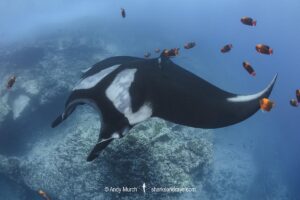 Oceanic Manta Ray, Mobula birostris (previously Manta birostris) at the Boiler, San Benedicto Island, Socorro, Revillagigedo Archipelago, Eastern Pacific Ocean.