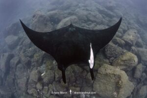 Oceanic Manta Ray, Mobula birostris (previously Manta birostris) at the Boiler, San Benedicto Island, Socorro, Revillagigedo Archipelago, Eastern Pacific Ocean.