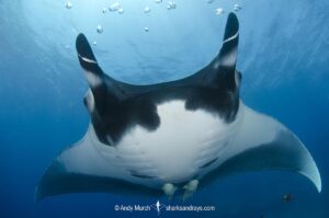 Oceanic Manta Ray, Mobula birostris (previously Manta birostris) at the Boiler, San Benedicto Island, Socorro, Revillagigedo Archipelago, Eastern Pacific Ocean.