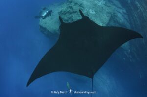 Oceanic Manta Ray, Mobula birostris (previously Manta birostris) at the Boiler, San Benedicto Island, Socorro, Revillagigedo Archipelago, Eastern Pacific Ocean.
