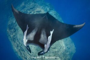 Oceanic Manta Ray, Mobula birostris (previously Manta birostris) at the Boiler, San Benedicto Island, Socorro, Revillagigedo Archipelago, Eastern Pacific Ocean.