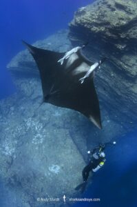 Oceanic Manta Ray, Mobula birostris (previously Manta birostris) at the Boiler, San Benedicto Island, Socorro, Revillagigedo Archipelago, Eastern Pacific Ocean.