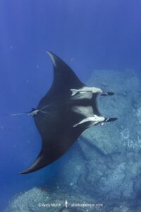 Oceanic Manta Ray, Mobula birostris (previously Manta birostris) at the Boiler, San Benedicto Island, Socorro, Revillagigedo Archipelago, Eastern Pacific Ocean.