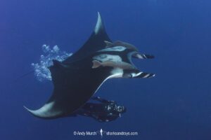 Oceanic Manta Ray, Mobula birostris (previously Manta birostris) at the Boiler, San Benedicto Island, Socorro, Revillagigedo Archipelago, Eastern Pacific Ocean.