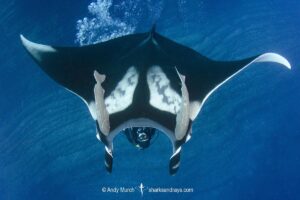 Oceanic Manta Ray, Mobula birostris (previously Manta birostris) at the Boiler, San Benedicto Island, Socorro, Revillagigedo Archipelago, Eastern Pacific Ocean.