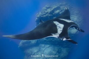 Oceanic Manta Ray, Mobula birostris (previously Manta birostris) at the Boiler, San Benedicto Island, Socorro, Revillagigedo Archipelago, Eastern Pacific Ocean.