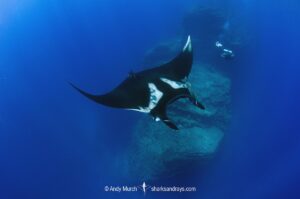 Oceanic Manta Ray, Mobula birostris (previously Manta birostris) at the Boiler, San Benedicto Island, Socorro, Revillagigedo Archipelago, Eastern Pacific Ocean.