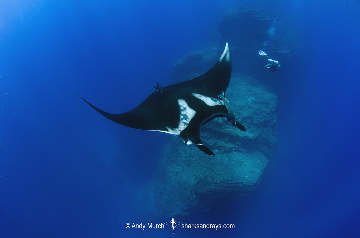 Oceanic Manta Ray 298 | Sharks and Rays