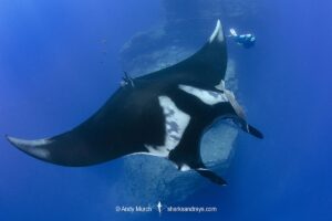 Oceanic Manta Ray, Mobula birostris (previously Manta birostris) at the Boiler, San Benedicto Island, Socorro, Revillagigedo Archipelago, Eastern Pacific Ocean.
