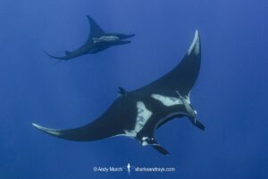 Oceanic Manta Ray, Mobula birostris (previously Manta birostris) at the Boiler, San Benedicto Island, Socorro, Revillagigedo Archipelago, Eastern Pacific Ocean.