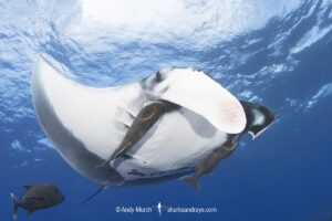 Oceanic Manta Ray, Mobula birostris (previously Manta birostris) at the Boiler, San Benedicto Island, Socorro, Revillagigedo Archipelago, Eastern Pacific Ocean.