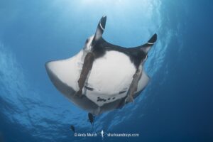 Oceanic Manta Ray, Mobula birostris (previously Manta birostris) at the Boiler, San Benedicto Island, Socorro, Revillagigedo Archipelago, Eastern Pacific Ocean.