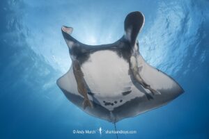 Oceanic Manta Ray, Mobula birostris (previously Manta birostris) at the Boiler, San Benedicto Island, Socorro, Revillagigedo Archipelago, Eastern Pacific Ocean.