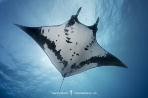 Oceanic Manta Ray, Mobula birostris (previously Manta birostris) at the Boiler, San Benedicto Island, Socorro, Revillagigedo Archipelago, Eastern Pacific Ocean.