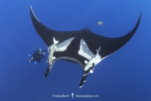 Oceanic Manta Ray, Mobula birostris (previously Manta birostris) at the Boiler, San Benedicto Island, Socorro, Revillagigedo Archipelago, Eastern Pacific Ocean.