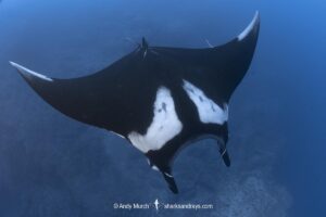 Oceanic Manta Ray, Mobula birostris (previously Manta birostris) at the Boiler, San Benedicto Island, Socorro, Revillagigedo Archipelago, Eastern Pacific Ocean.