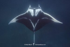Oceanic Manta Ray, Mobula birostris (previously Manta birostris) at Aliwal Shoal, South Africa, Indian Ocean.