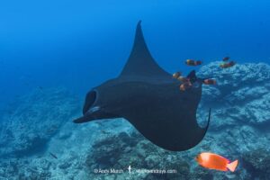 Oceanic Manta Ray, Mobula birostris (previously Manta birostris) at the Boiler, San Benedicto Island, Socorro, Revillagigedo Archipelago, Eastern Pacific Ocean.