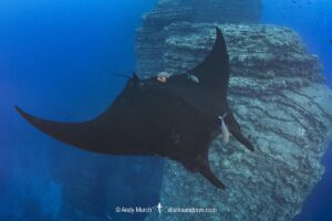 Oceanic Manta Ray, Mobula birostris (previously Manta birostris) at the Boiler, San Benedicto Island, Socorro, Revillagigedo Archipelago, Eastern Pacific Ocean.