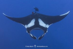 Oceanic Manta Ray, Mobula birostris (previously Manta birostris) at the Boiler, San Benedicto Island, Socorro, Revillagigedo Archipelago, Eastern Pacific Ocean.