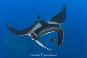 Oceanic Manta Ray, Mobula birostris (previously Manta birostris) at the Boiler, San Benedicto Island, Socorro, Revillagigedo Archipelago, Eastern Pacific Ocean.