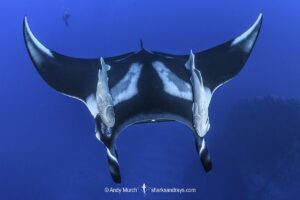 Oceanic Manta Ray, Mobula birostris (previously Manta birostris) at the Boiler, San Benedicto Island, Socorro, Revillagigedo Archipelago, Eastern Pacific Ocean.