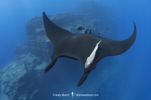 Oceanic Manta Ray, Mobula birostris (previously Manta birostris) at the Boiler, San Benedicto Island, Socorro, Revillagigedo Archipelago, Eastern Pacific Ocean.