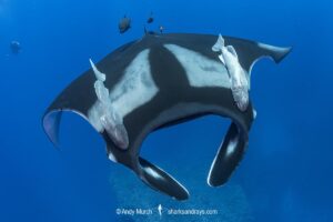 Oceanic Manta Ray, Mobula birostris (previously Manta birostris) at the Boiler, San Benedicto Island, Socorro, Revillagigedo Archipelago, Eastern Pacific Ocean.