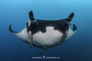Oceanic Manta Ray, Mobula birostris (previously Manta birostris) at the Boiler, San Benedicto Island, Socorro, Revillagigedo Archipelago, Eastern Pacific Ocean.