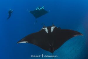 Oceanic Manta Ray, Mobula birostris (previously Manta birostris) at the Boiler, San Benedicto Island, Socorro, Revillagigedo Archipelago, Eastern Pacific Ocean.