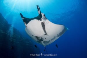 Oceanic Manta Ray, Mobula birostris (previously Manta birostris) at the Boiler, San Benedicto Island, Socorro, Revillagigedo Archipelago, Eastern Pacific Ocean.