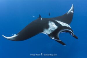 Oceanic Manta Ray, Mobula birostris (previously Manta birostris) at the Boiler, San Benedicto Island, Socorro, Revillagigedo Archipelago, Eastern Pacific Ocean.