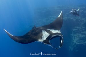 Oceanic Manta Ray, Mobula birostris (previously Manta birostris) at the Boiler, San Benedicto Island, Socorro, Revillagigedo Archipelago, Eastern Pacific Ocean.
