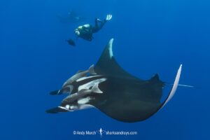 Oceanic Manta Ray, Mobula birostris (previously Manta birostris) at the Boiler, San Benedicto Island, Socorro, Revillagigedo Archipelago, Eastern Pacific Ocean.