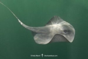 Pelagic Stingray, Pteroplatytrygon violacea. A circumtropical and subtropical pelagic species often found swimming in midwater. La Paz, Sea of Cortez, Mexico.