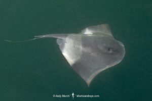 Pelagic Stingray, Pteroplatytrygon violacea. A circumtropical and subtropical pelagic species often found swimming in midwater. La Paz, Sea of Cortez, Mexico.