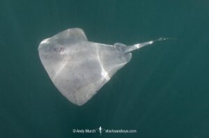 Pelagic Stingray, Pteroplatytrygon violacea. A circumtropical and subtropical pelagic species often found swimming in midwater. La Paz, Sea of Cortez, Mexico.