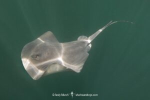 Pelagic Stingray, Pteroplatytrygon violacea. A circumtropical and subtropical pelagic species often found swimming in midwater. La Paz, Sea of Cortez, Mexico.