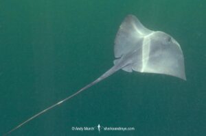 Pelagic Stingray, Pteroplatytrygon violacea. A circumtropical and subtropical pelagic species often found swimming in midwater. La Paz, Sea of Cortez, Mexico.