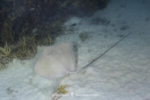 Pink Whipray, Pateobatis fai. Aka Tahitian Stingray. Nuku Hiva, Marquesas Archipelago, French Polynesia, South Pacific Ocean.