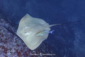 Pink Whipray, Pateobatis fai. Aka Tahitian Stingray. Nuku Hiva, Marquesas Archipelago, French Polynesia, South Pacific Ocean.